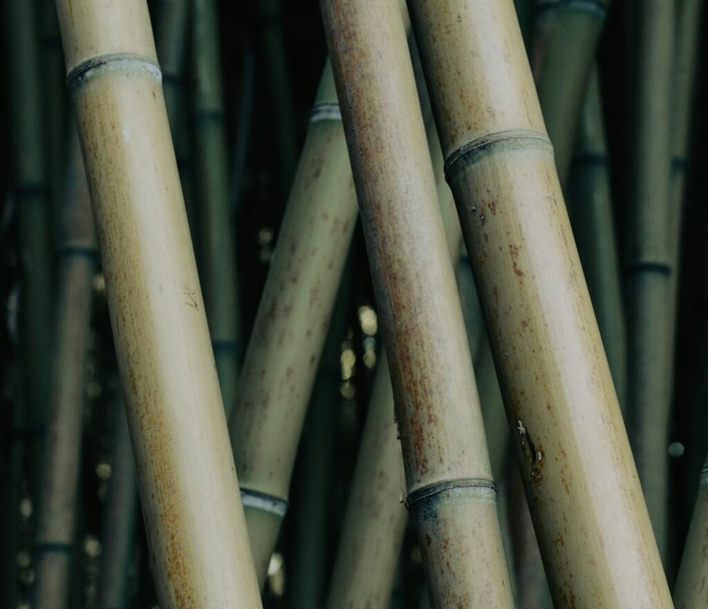 Bamboestammen die kracht en veerkracht symboliseren — beeld bij ACT-training over veerkracht in de zorg